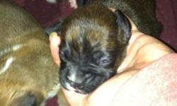 Boxer puppies born 8-30 ready for Halloween. Will have shots and be dewormed 1 fawn male left, 4 brindle males. No papers please call 716-381-3794 or 716-541-5412