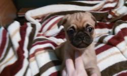 8 wks old utd on shots ready for pick up. mom chug/dad pug...please text 7.506795 to arrange for meet and pick up .