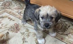 HELLO...
I HAVE FOR SALE THREE CUTE PUREBRED PUPPIES, ARE VERY PLAYFUL AND FRIENDLY...THEY ARE READY FOR A NEW FAMILY....THERE ARE TWO GIRLS AND A BOY..
FOR MORE INFORMATION PLEASE CALL:
(917) 569-8242
or
(646) 961-1407
MY ADDRESS IS:
475 LENOX AVE.