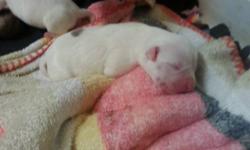 Are pure breed blue nose pit female has given birth to 12 pups. They are currently 4 days old. There are 4 white 4 fawn and 4 blue. Theres 3 boys and 9 girls. Pups r doing great n getting big. Pups will b given 1st round of shots and deworming before they
