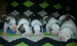 For Sale/ Purebred, registered American Bulldog PUPPIES available for sale. ..5 males and 4 females.... parents on site. check out our website at www.bluecollaramericanbulldogs.com All pups come with first set of shots, health certificate and puppy