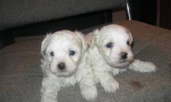 1st generation maltipoo puppies, mother is a mini poodle dad is a maltese these puppies mnature average 6-8lbs adult
dew claws are removed, dewormed weekly, strictly house raised right.
Vet visted before leaving with first series puppy shot & health