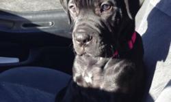 Puppy has her first set of shots and dewormed.
She was the smallest puppy of the litter.
Playful and lovable, crate trained.
Started potty training outside doing well !!!
Dad is Bullmastiff - Mom is Neapolitan mastiff.
Best to reach me by phone at