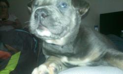 PUPPY FOR SALE PIT MIX LAB GREY AND WHITE MALE PLEASE CALL 5183355360