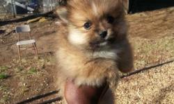 Baby pomeranians looking for a loving home, there are 2 males and one female, please contact me at [email removed]