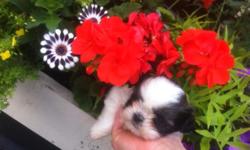 Looking for a forever home 7week old male shih tzu puppy he will be ready for a new home next week. Raised with the family and handled/played with daily, super sweet boy. Black and white color both parents are pure bred but he has no papers. Will come