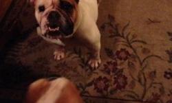 Selling a pair of english bulldogs. Male 4yrs female 3 years. Unaltered. Please contact me at 315-486-2646. $1800
This ad was posted with the eBay Classifieds mobile app.