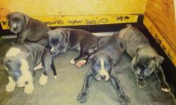 3gray1 white and gray and 1 brindle...2 girl and 3 boy...boys r 1000..with papers