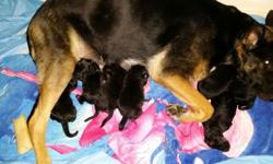 I have a litter of 7 new born German Shepherd Puppies looking for a new forever home. They were born on June 12th and will be ready for a home the first week of August. 4 females,3 males, parents on premises.Will have first shots and will be vet