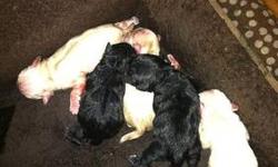 I have a litter of 5 pugs that was born on 5/29/13 that will be looking for a new home the last week of July. I have 3 Male RARE White Pugs & 1 Black Female Pug. They will come with their first set of shots.