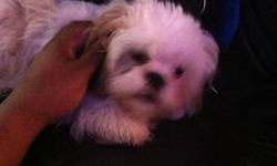 I have 2 Shih Tzu pups ( 1 boy & 1 girl ) that was born 12/29/12 thats looking for a new home. They are up to date with their shots.