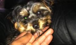 I have 1 male yorkie looking for a good home. He was born on 2/15/13 and is up to date with his shots.