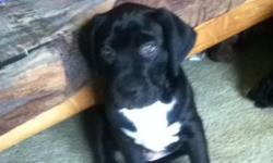 2 pure bred black lab one ch. female pups one male one female ready now 500 No papers call 607-525-6586
