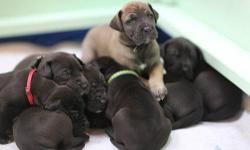 Pure bred great dane pups, both parents AKC registered & on premise. Male & females, black in color. Home raised, sweet, smart, social, crate and paper trained, already "go" outside. Raised with other dogs, cats, kids. European breed (larger than american
