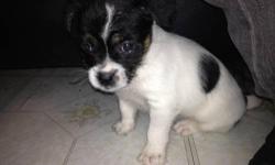 8 week old jack Russell terrier female ...friendly and loving ..needs a loving home. Has NOT had it shots but was dewormed ..healthy was looked at by a vet assistant. Too young for shots. No papers we rescued the mom and she was pregnant ..this is the