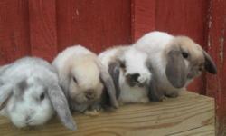 We have a beautiful litter of four that will be ready to go in 4 weeks, on October 20th! please view our web page! www.cloverleafcornersrabbitry.com