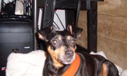 Jay is a pure bred Miniature Pinscher. Jay is housebroken and knows how to sit when told. Jay is on a diet as he is overweight. Jay is 10 years old and has just started greying around his muzzle. Jay would make a excellent companion for someone who