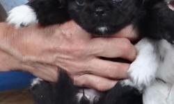 Pure bred Pekingese puppies looking for great homes. $350. One male and one female available at the time this ad was placed. They will be placed without AKC papers. Mom and Dad are wonderful family pets that have one litter a year together. They had a