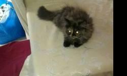 Cute 2 month old Persian kitten with all documents and papers
This ad was posted with the eBay Classifieds mobile app.