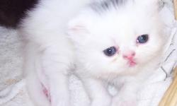 CFA registered white persian kittens. 2 males 1 female
If you are interested and have some questions or would like to schedule an apointment to take a look please email through this ad.
Please note, the kittens are not ready to go home right away, because