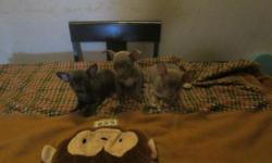 I am selling three pure bred puppy chihuahuas. They are 2 months now, two silver/gray males and 1 darker gray female. If you are interested in any of one of them, please contact me. My name is Thelma.