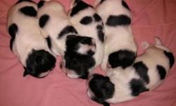 On May 20th 2014...5 gorgeous Pure Shih-Tzu puppies were born. 3 males 2 females. All 5 are White in Coat with Black Markings. They are all healthy & feeding properly from the Mother. Both Mother & Father are on the premisses as well as the auntie who has