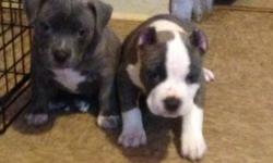 KINGDOM BLOOD LINE I have a few puppy's they are dewormed vet check and ready to meet there new family's asking 1500.00$ or best offer .. These puppy's will be bulled out short and thick no window shoppers please don't waste my time and I will not waste