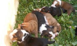 We have 7 cute pure breed Basset Hound puppies for sale. They were born on 7/8/13. They will be vet checked and have their first shot and be dewormed. They will be ready for their new homes at the end of August! We are asking for a $100 deposit and the