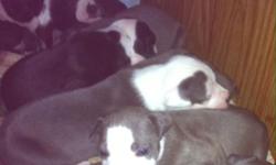 Beautiful blue pits! Males and females ready just in time for Christmas !
5 males 3 females call text 6072266085