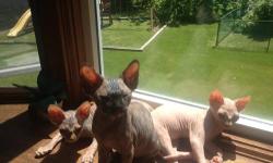 Pure Breed Canadian Sphynx kittens available. All vaccination and health warranties included.
www.indigosphynx.com