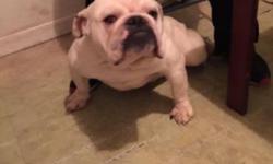 I have a one year old pure breed English bulldog never breed good with kids and other dog vet checked dewormed
This ad was posted with the eBay Classifieds mobile app.