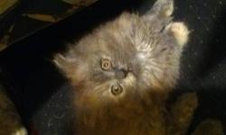 Full breed Persian kitten is searching for a new home. The kitten is as sweet as can be. This little bundle of joy is 8 weeks and so playful. If your interested in adorable kitten please email me or text me at 917-297-2469. There is a rehoming fee, since