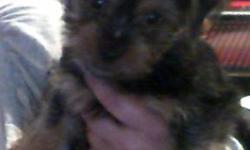 3 yorkie puppies
9 weeks old
1 female 2 males
happy and well adjusted
both parents are my family pets
very sweet