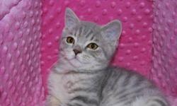 We have a new litter of British Shorthair kittens.You wanted something that will fill your house with happiness and cuteness? We get our cats from very famous catteries from Germany, Australia, USA and United Kindoms .We usually have limited kittens for