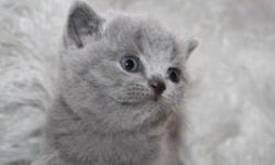 We have a new litter of British Shorthair kittens.You wanted something that will fill your house with happiness and cuteness? We get our cats from very famous catteries from Germany, Australia, USA and United Kindoms .We usually have limited kittens for