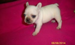 PURE FRENCH BULLDOG PUPS Creme colored Will come with pedigree regisration, health record, health certificate, health warranty, microchip, and puppy food Price is 2400.00 and up Paypal verified and all major credit c ards accepted. Call 646 512 2348 to