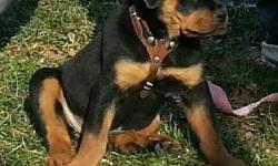 gorgeous pure breed German Rottweiler puppies what a better present than a gorgeous puppy. I have 2 females left. the tail clip will be included. For more information email me @ BETSY DIANA MARES @ gmail. com
((((((((((((((((((((((((PRICE IS NEGOTIABLE