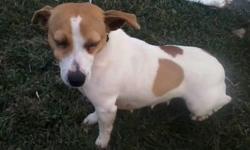 Twinkle is a lovely white and tan purebred rat terrier 2 yrs. old. Recently spayed, shots, wormed, flea treated, and micro chipped. She is very sweet. No food or cage aggression and gets alone with other dogs, and cats. Is good with adults and kids. She