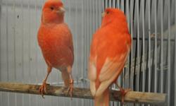 these are some beautiful 2013 red factor canaries available now. these birds make great pets and have stunning red colors. only 55 each.
