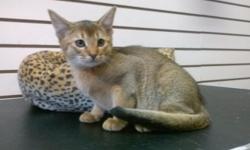 3 Pure Abyssinian kittens available for sale.
We have three different colors of Abyssinian; Camomile, Ruddy, and Silver.
They are home raised, purebred kittens, and are 10 weeks old.
These kittens come with a guarantee of clean health and a free medical