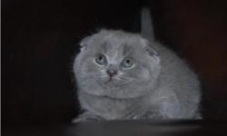 We have a new litter of Scottish Fold kittens.You wanted something that will fill your house with happiness and cuteness? We get our cats from very famous catteries from Germany, Australia, USA and United Kindoms .We usually have limited kittens for sale