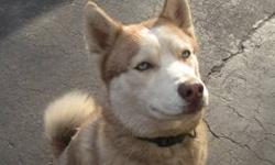 Beautiful Red & White Pure Siberian Husky with ice blue eyes. One year old, smart, playful, loving boy. Crate trained. Up to date with his shots, AKC papers. Needs a forever home.