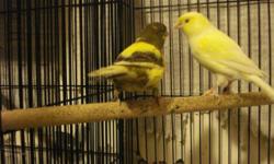 Pure waterslager canaries. Great singing birds only 50 each.