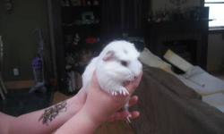 i have a pure white 3 month old guinea pig with blue eyes for sale ! he is held everyday by my kids so he is very soicalized he does not bite ! he loves carrots and apples ! he will come with his cage , water bottle , food bowl , big bag of bedding and a