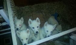 Siberian husky pups ready now. 1 male and a few females. Have parents here. 1st shots and dewormed regularly. $600 located in near Mexico. Call or text 315-256-7506