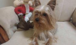 Hello.We are looking good home for our Yorkie. His name is Rocky, he is one year and 8 month. He is not fixed and around 4.5-5 lb. He has AKC full registration and sired one litter of puppies. He is trained to go outside for bathroom. He has great