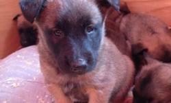 Two females left. Purebred Belgian Malinois Puppies. Father CKC registered Mother UKC. Would make awesome Christmas gifts. Three have already been sold to US Army Personal. Great temperament with the proper training or experience with a herding breed.
