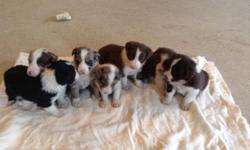 Purebred border collie puppies $350. Born 3/2/14 and will be ready to go week of 4/21/14. There are 5 females & 2 males w/ various colors available; black & white, red & white, red & blue merles. (7 total puppies in the liter) Parents are on premises.