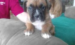 Purebred Registered Boxer Puppies.. Born March 1, 2013. Available April 26, 2013.. Family Dogs Fawn color..Have 4 females..Tails, dew claws and first shots done.