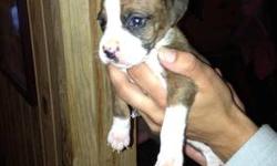 Purebred Boxer Puppies Born on July 20 2013 NO PAPERS. There are 3 males . Males are 400. They have had there tails and dew claws done they will be ready to go to there new homes on SEPTEMBER 13 2013 as they will be 8 weeks old.Both parents are on